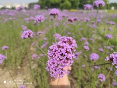 -杭州城北体育公园