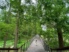 -黄海国家森林公园