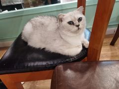 -猫小院猫主题餐厅(三里屯店)