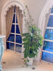 -天姿美容·美体科技SPA·艾姿美店