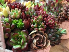 -双季花艺园艺市场(浦东店)