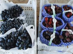 -马陆小张葡萄园农家乐