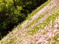 -西湖风景区-江洋畈生态公园