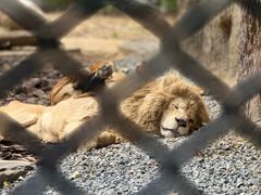 -北京野生动物园