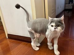 -乖乖宠物医院·猫科·急重症中心(车站北路分院)