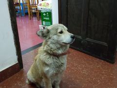 -阿东农家菜(新场古镇下塘街店)