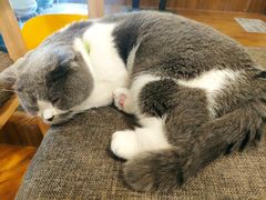 -喵园·猫主题咖啡厅·撸猫·猫咖(国贸店)