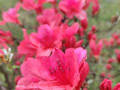 -黄陂区野村谷景区