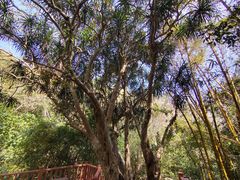 -三亚南山文化旅游区