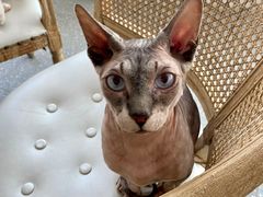 -共舞时光猫咖·狗咖(新街口店)