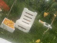 -南汇新场正宗水蜜桃采摘