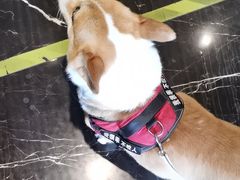 -宠颐生斯嘉宠物医院·急重症·心内科(谷阳北路分院)