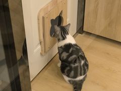 -有喵·猫咖·狗咖·30几只猫10只小狗(岗厦店)