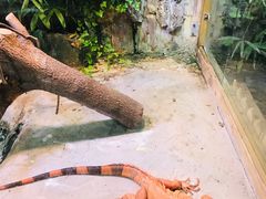 -上海大自然野生昆虫馆