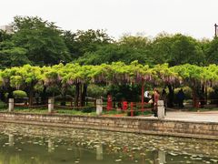 -嘉定紫藤园