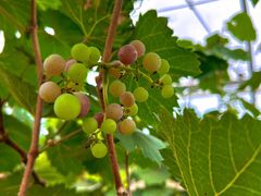 -尚果生态采摘园