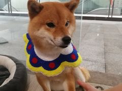 -柴迷FANS CLUB·柴犬狗咖·猫咖