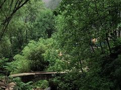 -王顺山国家森林公园