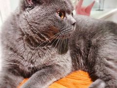 -猫小院猫主题餐厅(三里屯店)