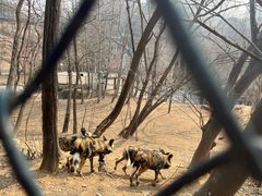 -大连森林动物园