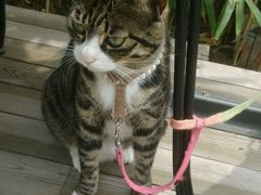 android_upload_pic-海边的猫和咖啡馆