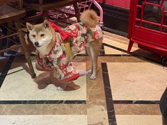 -猫色咖啡·猫咖