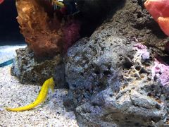 -暹罗海洋世界