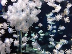 -太平洋海底世界