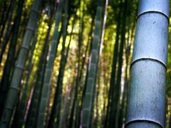 -上海佘山国家森林公园天马山园