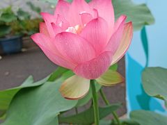 -陈家山荷花公园