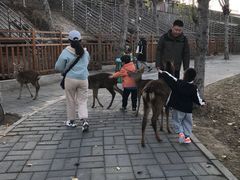 -北京鹿世界主题园