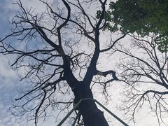 -上海市龙华烈士陵园