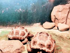 -泉州海丝野生动物世界