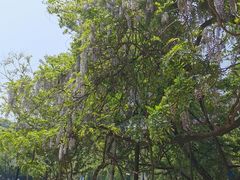 -大连植物园