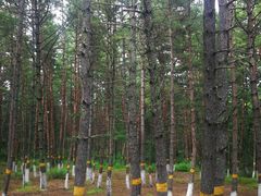 -帽儿山国家森林公园