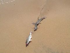 -尼甘布海鲜市场