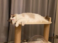 -猫十亿·布偶金渐层·曼基康矮脚猫舍(青年路店)