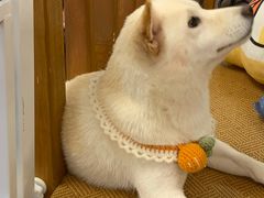 -豆柴町-柴犬主题狗咖(红鼎国际C座店)