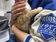 -御宝贝·A梦猫科宠物医院(国际猫友好医院)