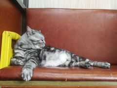 -安安宠医宠物医院·异宠·犬猫内科(岳阳分院)