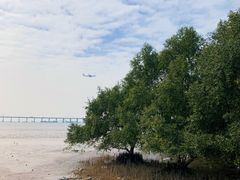 -宝安西湾红树林湿地公园