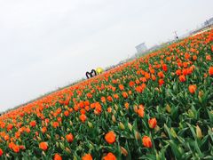 -荷兰花海