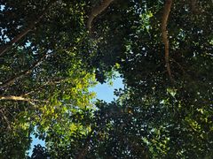 -野狸岛