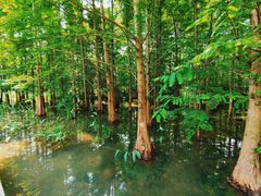 -桤木河湿地公园