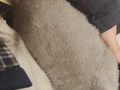 -琪喵猫屋·撸猫猫咖·猫舍