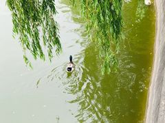 -迎泽公园