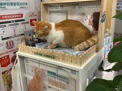 -爱侣·安琦尔宠物医院·中兽医针灸·心内科·狂犬免疫点(宝山区院)