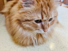 -MOCHA明星猫咖(田子坊店)