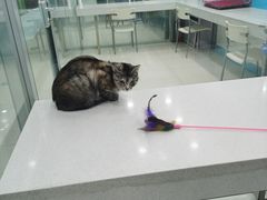 -乖乖乐动物医院(小汤山分院)