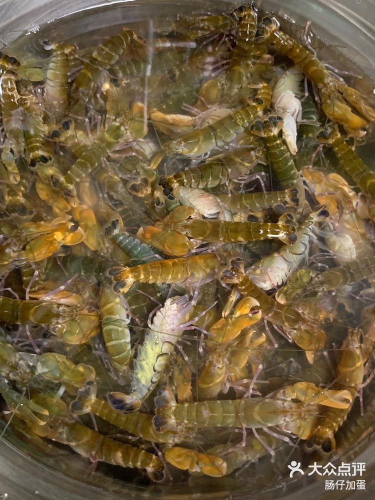 打鼓虾在黄海,渤海的近海地带多有分布,是-大众点评